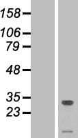 TMEM50A Protein (Over-Expression Lysate Myc-DDK (Flag))