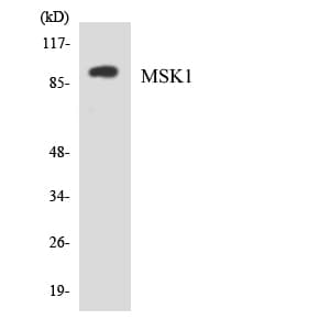 RPS6KA5 / MSK1 Antibody (aa321-370)