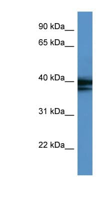 HNRNPAB Antibody (C-Terminus)