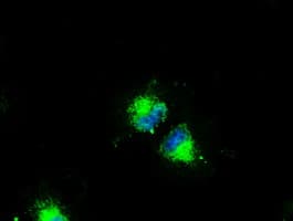 CD4 Antibody (clone OTI9G7)