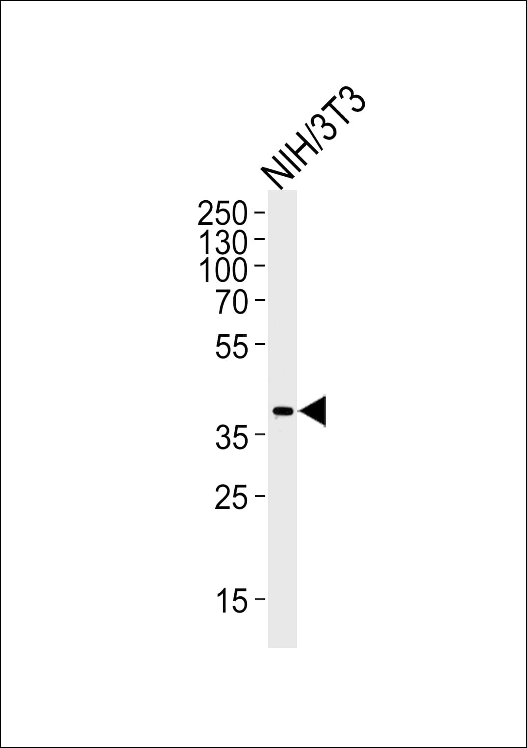 MAPK11 / SAPK2 / p38 Beta Antibody (aa1-30)