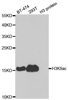 Histone H3 Antibody (Acetyl-Lys9)