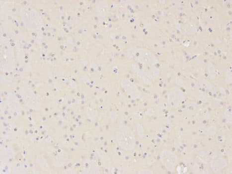 XPA Antibody