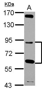 GFM2 Antibody (Internal)