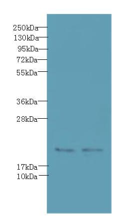 C20orf27 Antibody