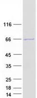 Human RASGRP2 Protein (Recombinant Myc-DDK (Flag))