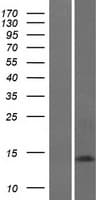 GABARAP Protein (Over-Expression Lysate Myc-DDK (Flag))