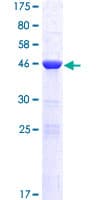 Human DPCD Protein (Recombinant GST)