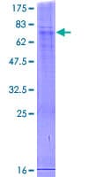 Human SERINC1 Protein (Recombinant GST)