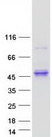 Human KLK11 / Kallikrein 11 Protein (Recombinant Myc-DDK (Flag))