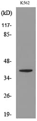 CXCR3 Antibody