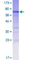 Human PYGO1 / Pygopus 1 Protein (Recombinant GST)
