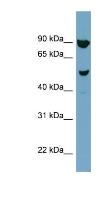 IRX2 Antibody (aa107-156)