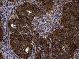 SKIL / SNO / SnoN Antibody (clone OTI2C9)