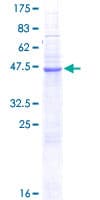Human NKP30 Protein (Recombinant GST)