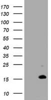 TSC22D3 / GILZ Antibody (clone OTI1H3)