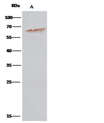PDI / P4HB Antibody (clone 16, Preservative Free)