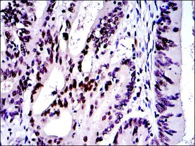 Monoclonal Mouse anti-Human JUN / c-Jun Antibody (clone 4H9, IHC, IF, WB)