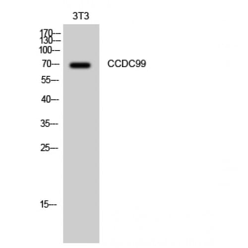 SPDL1 / CCDC99 Antibody (510-590 aa, C-terminal)