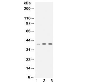 HNRPA1 / HnRNP A1 Antibody
