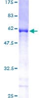 Human XPO5 / Exportin 5 Protein (Recombinant GST)