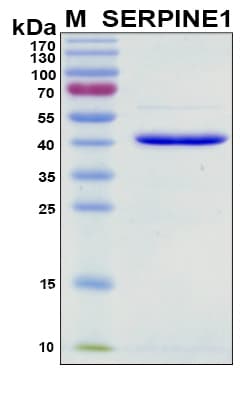 Mouse SERPINE1 / PAI-1 Protein (Recombinant 6His, N-terminus)