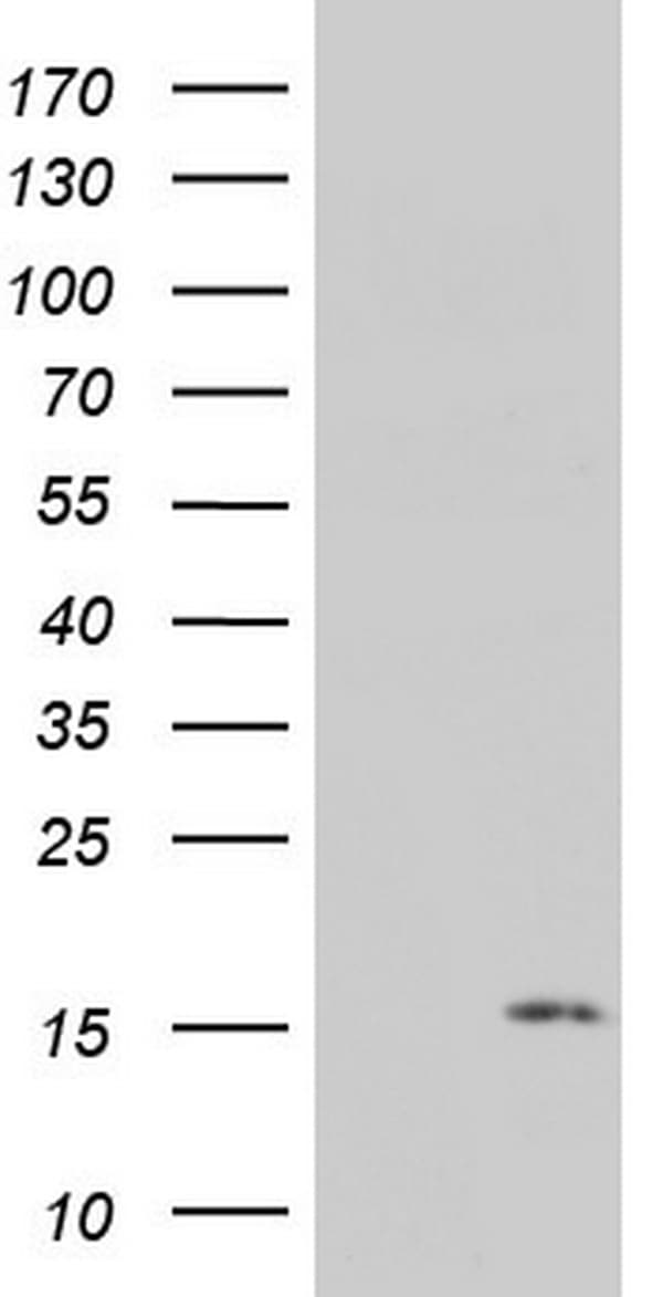 PYDC1 Antibody (clone OTI1A4)