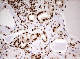 FBXW7 / FBW7 Antibody (aa1-354, clone OTI6F5)