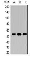 Polyclonal Rabbit anti-Human DDX39B / UAP56 Antibody (IHC, WB)
