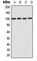 Polyclonal Rabbit anti-Human ENPP3 / CD203c Antibody (Internal, WB)