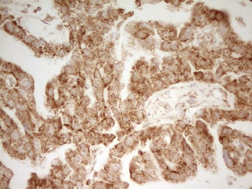 MRRF Antibody (aa56-262, clone OTI2A9, Carrier-free)