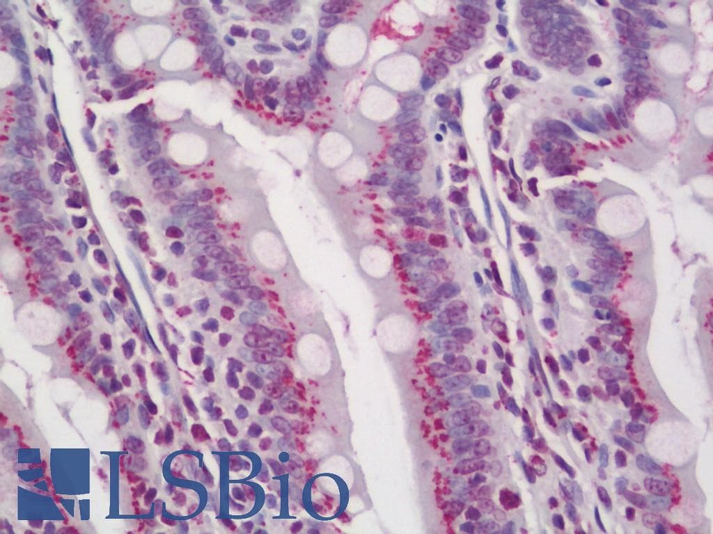 IHC-plus™ Polyclonal Rabbit anti-Rat TGN46 / TGN38 Antibody (Serum, Extracellular Domain, IHC, IF, WB)