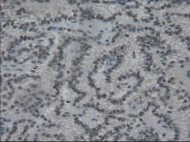 IL3 Antibody (clone OTI3B11)