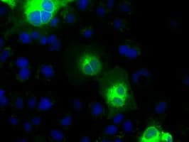 Monoclonal Mouse anti-Human CDH13 / Cadherin 13 Antibody (clone OTI3H6, IF, WB)