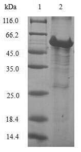 Human MRPL28 Protein (Recombinant GST, N-terminus)