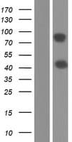 RAP1GAP Protein (Over-Expression Lysate Myc-DDK (Flag))