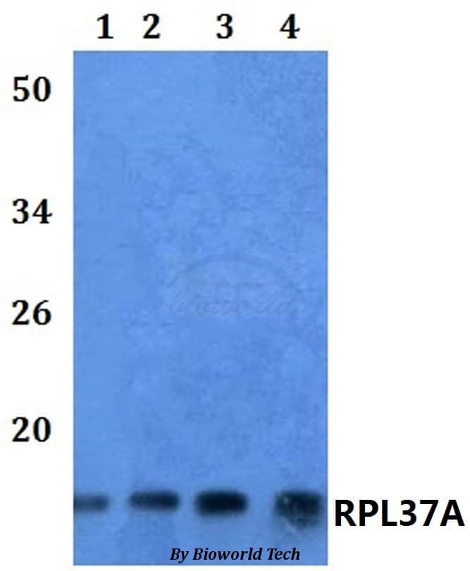 RPL37A Antibody