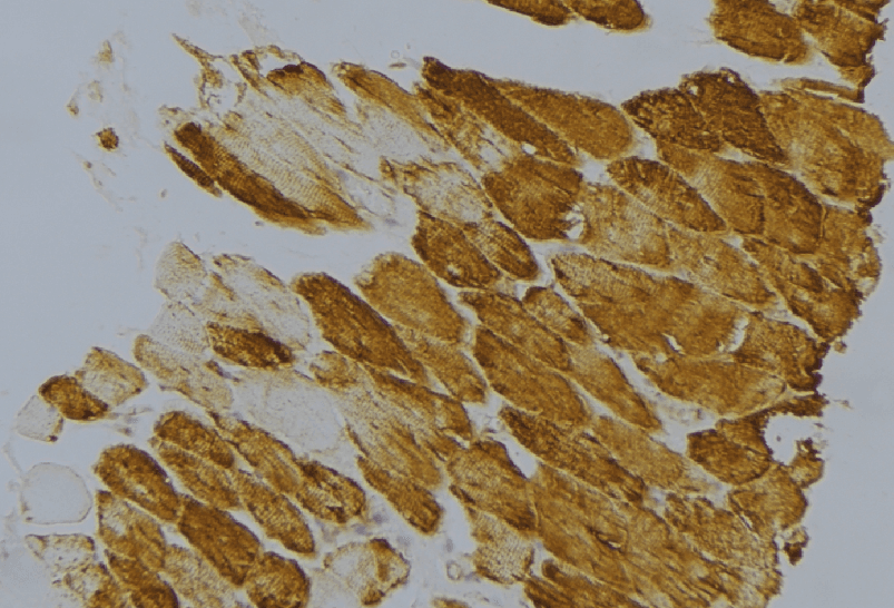 PPIF / Cyclophilin F Antibody