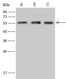 Polyclonal Rabbit anti-Human CD27 Antibody (WB)