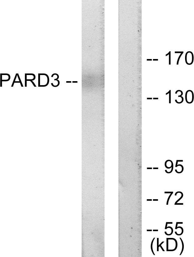 Polyclonal Rabbit anti-Human PARD3 Antibody (IF, WB)