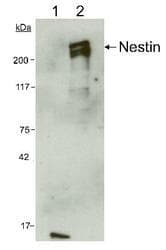 NES / Nestin Antibody (aa1464-1614, clone 10C2, Biotin)