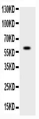 ADAMTS4 Antibody