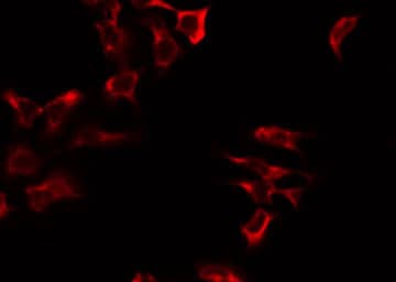 GFM2 Antibody
