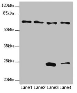EYA3 Antibody