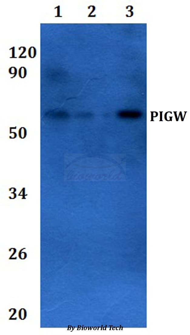 PIGW Antibody