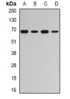 RNGTT / HCAP Antibody