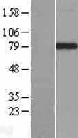 JAKMIP1 Protein (Over-Expression Lysate Myc-DDK (Flag))