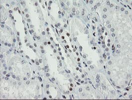 TLE1 / TLE 1 Antibody (clone OTI1D6)