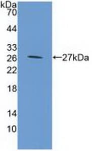 CHI3L1 / YKL-40 Antibody (aa112-356, APC)