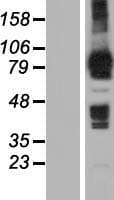 MOCOS / MoCo Sulfurase Protein (Over-Expression Lysate Myc-DDK (Flag))